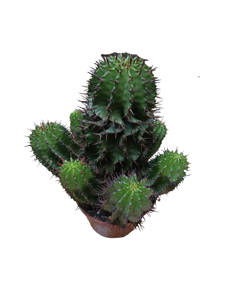 Planta Cactus Euphorbia Horrida Ø8 Cm