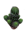 Planta Cactus Euphorbia Horrida Ø8 Cm