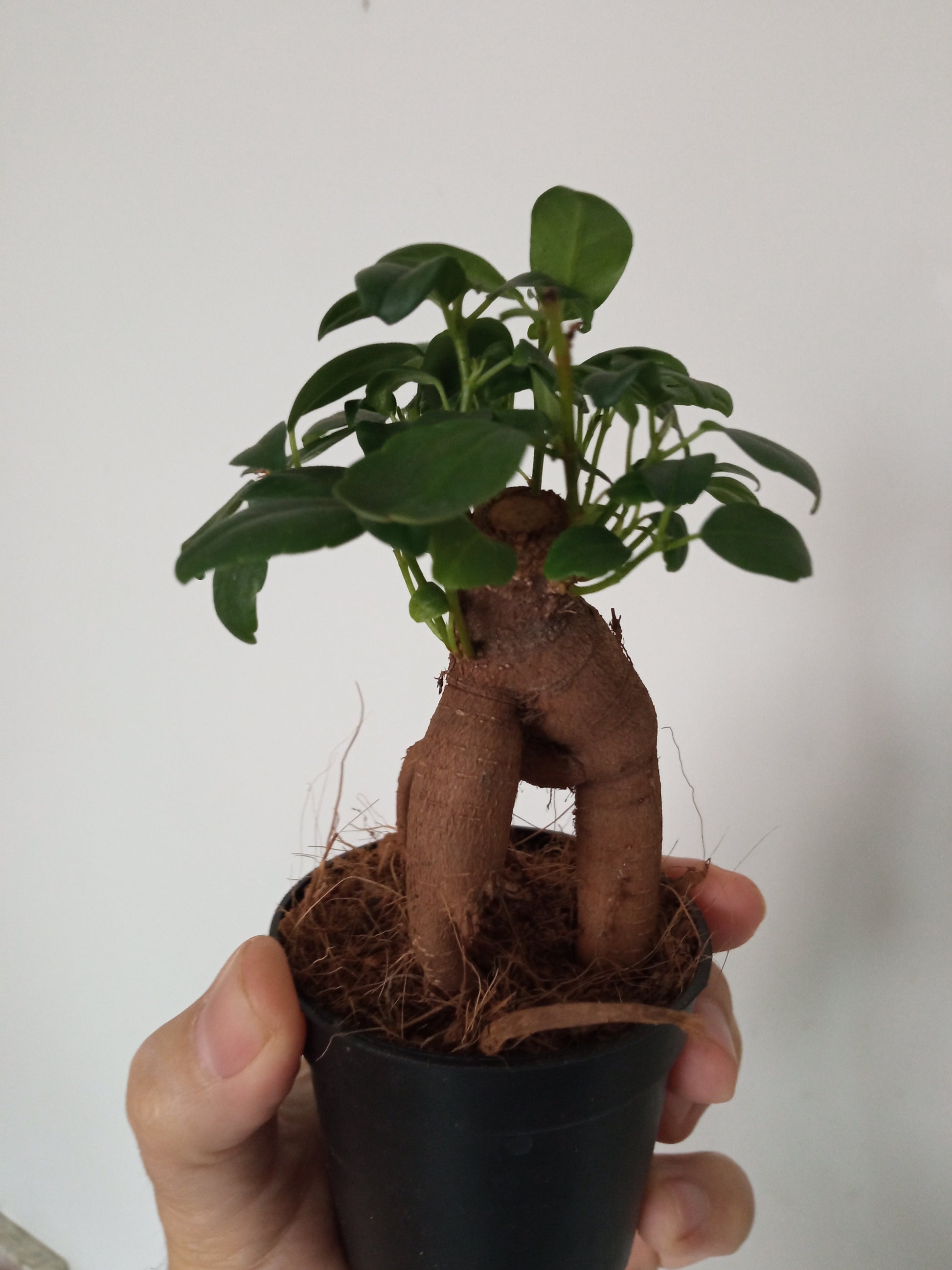 Ficus Ginseng SURTIDO Planta Bonsai Terrario Interior Ø6