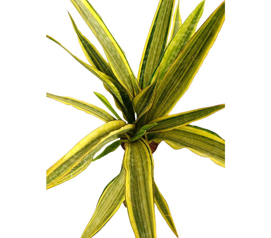 Sansevieria Aubrytiana M17_1