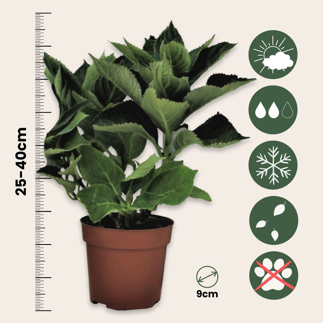 Hortensia - 6 Pzs - Hydrangea Macrophylla - Altura 25-40cm - ⌀105cm