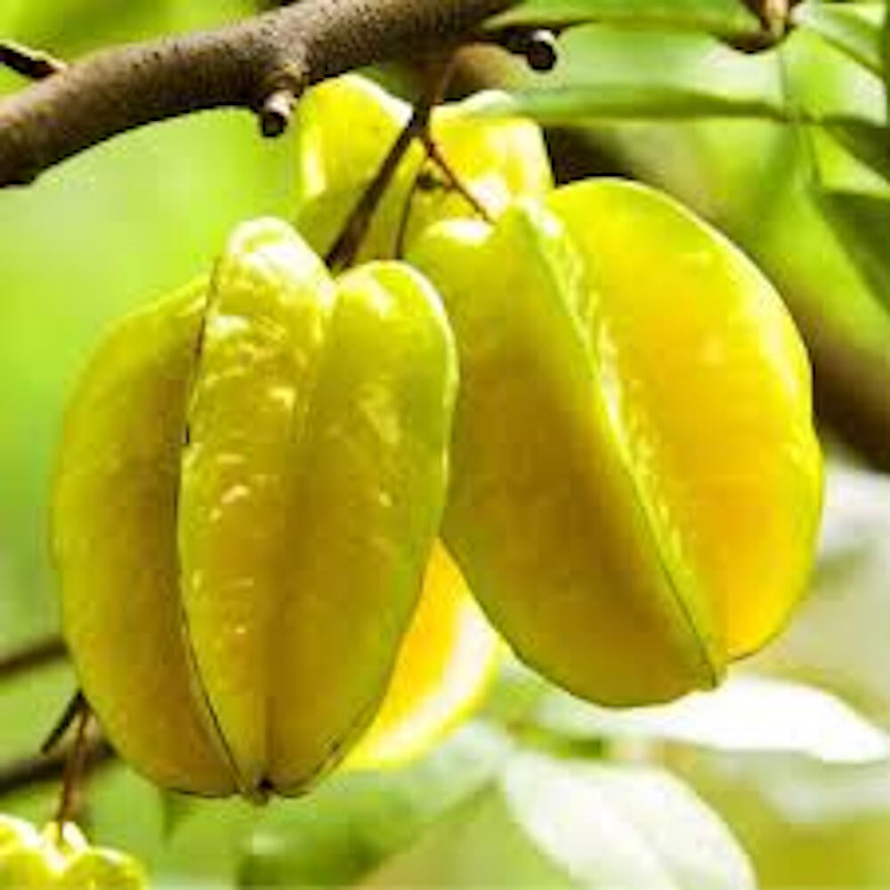 Carambola M20 180cm_0