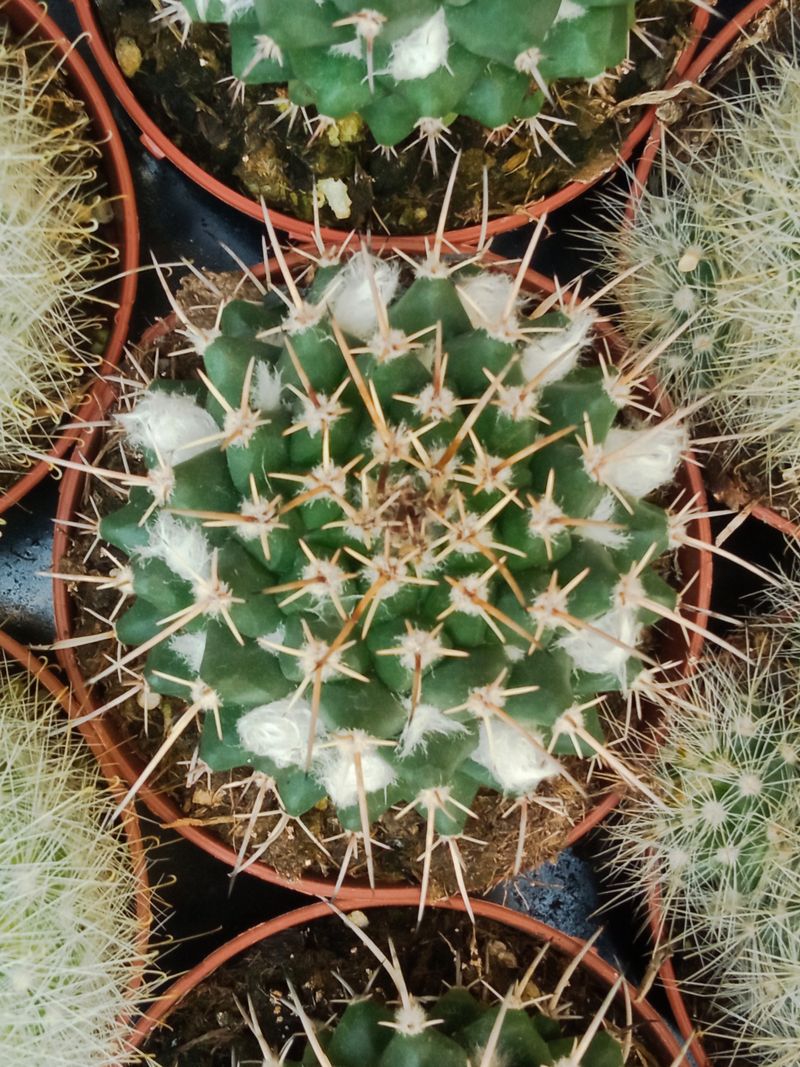 Mammillaria Nejapensis Cactus  Planta Suculenta