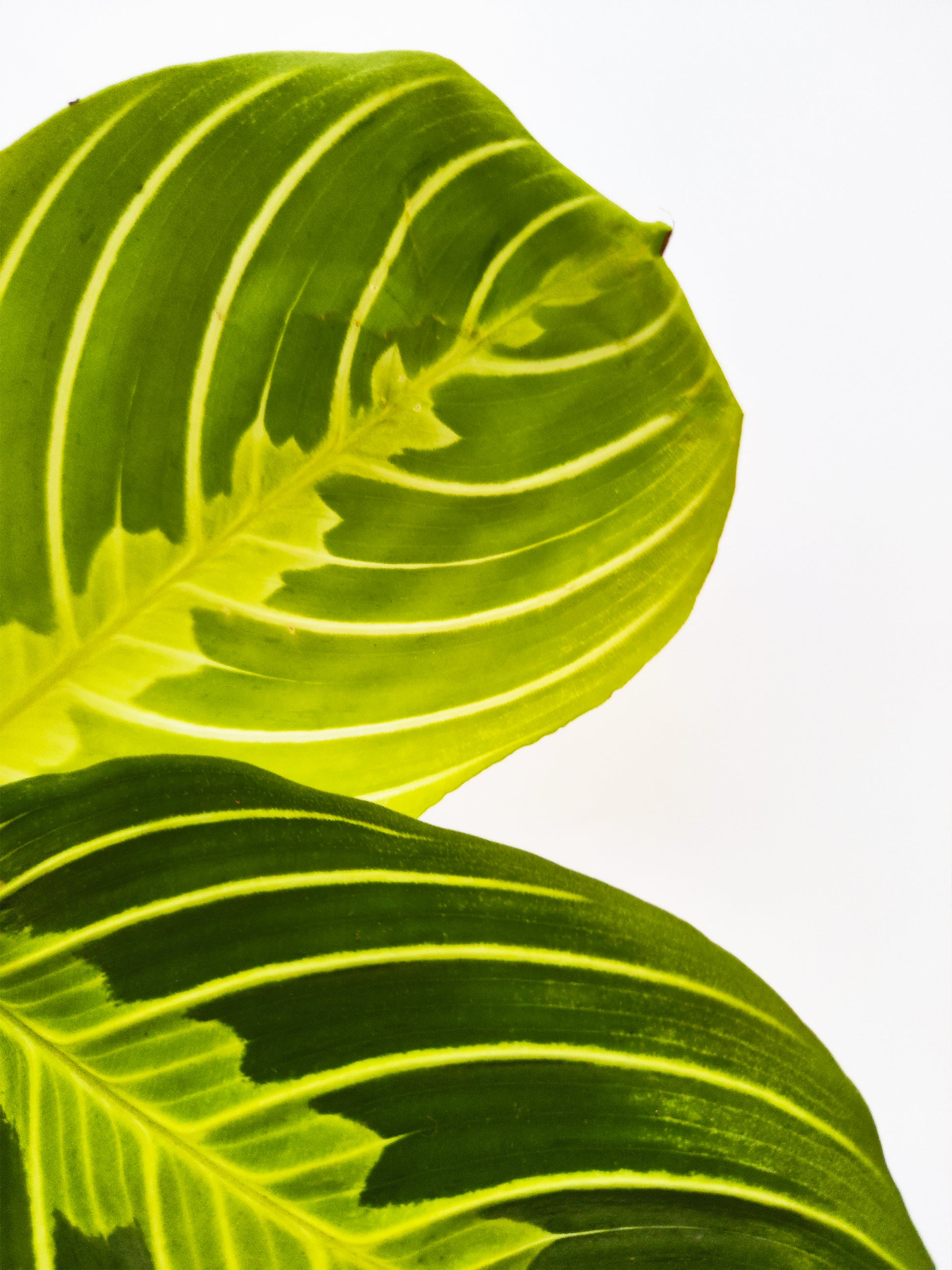 Maranta Fascinator | Altura 30cm - Diámetro 12cm