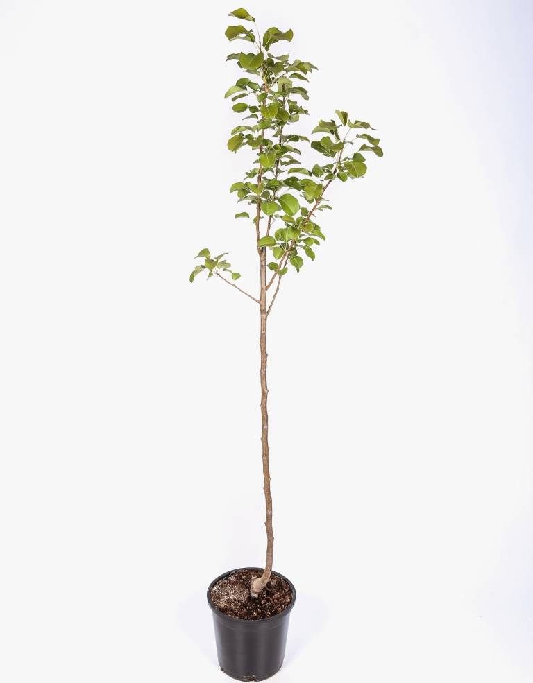 Frutal Pera Blanquilla - Planta Natural - Maceta 26cm. - Altura Aprox. 120/150