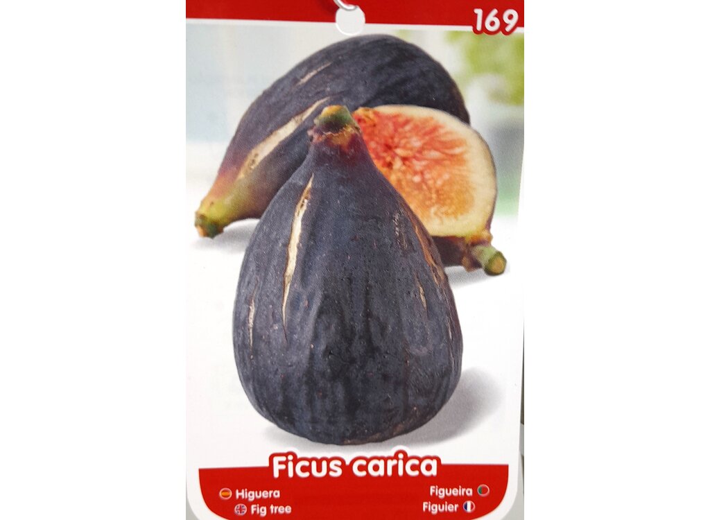 Higuera Brevera Negra M25 150cm