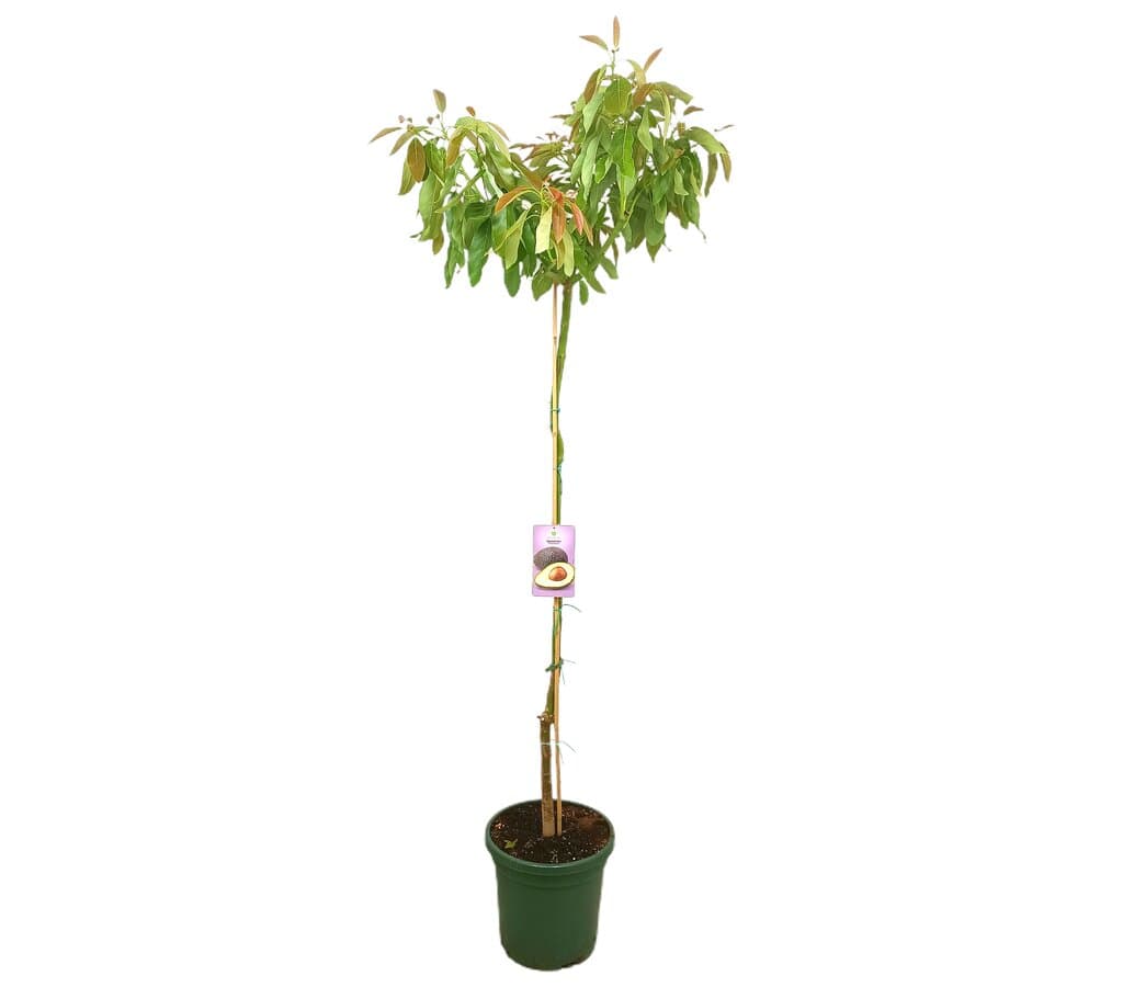 Aguacate Hass M40 230cm_0