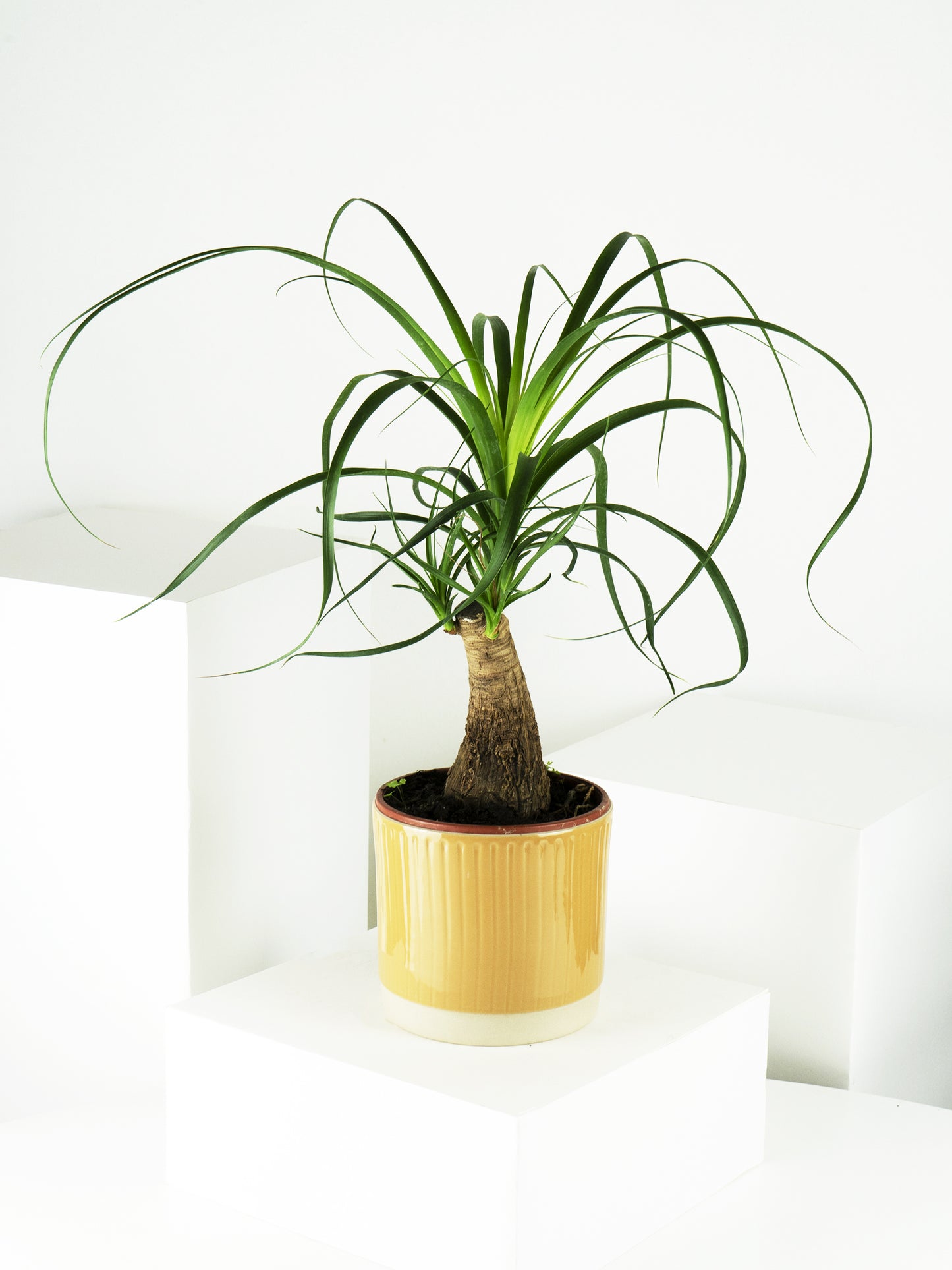 Nolina Beaucarnea | Altura 50cm - Maceta 17cm