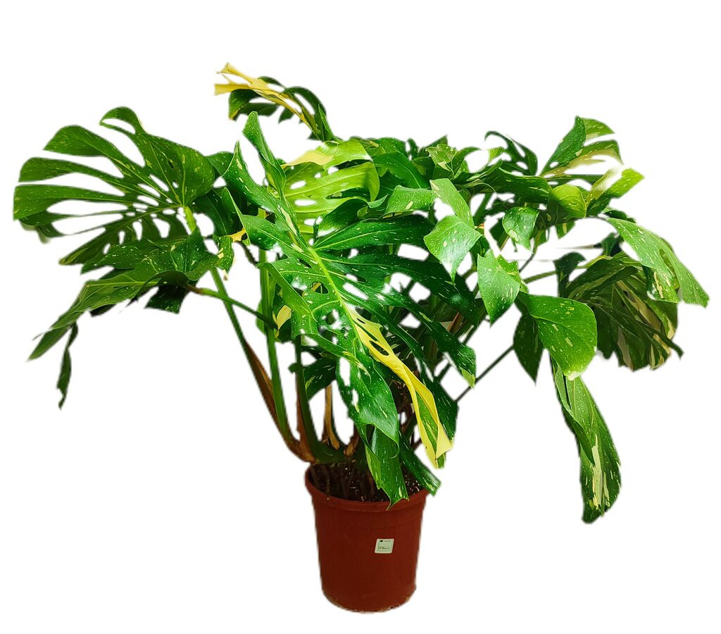 Planta Natural Monstera Thai Constellation M30 Exclusiva De Colección