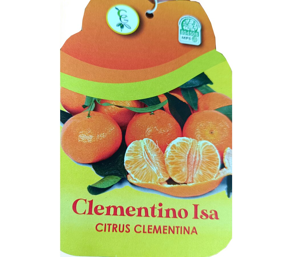 Mandarino Clementino Tb20 120-150cm_2