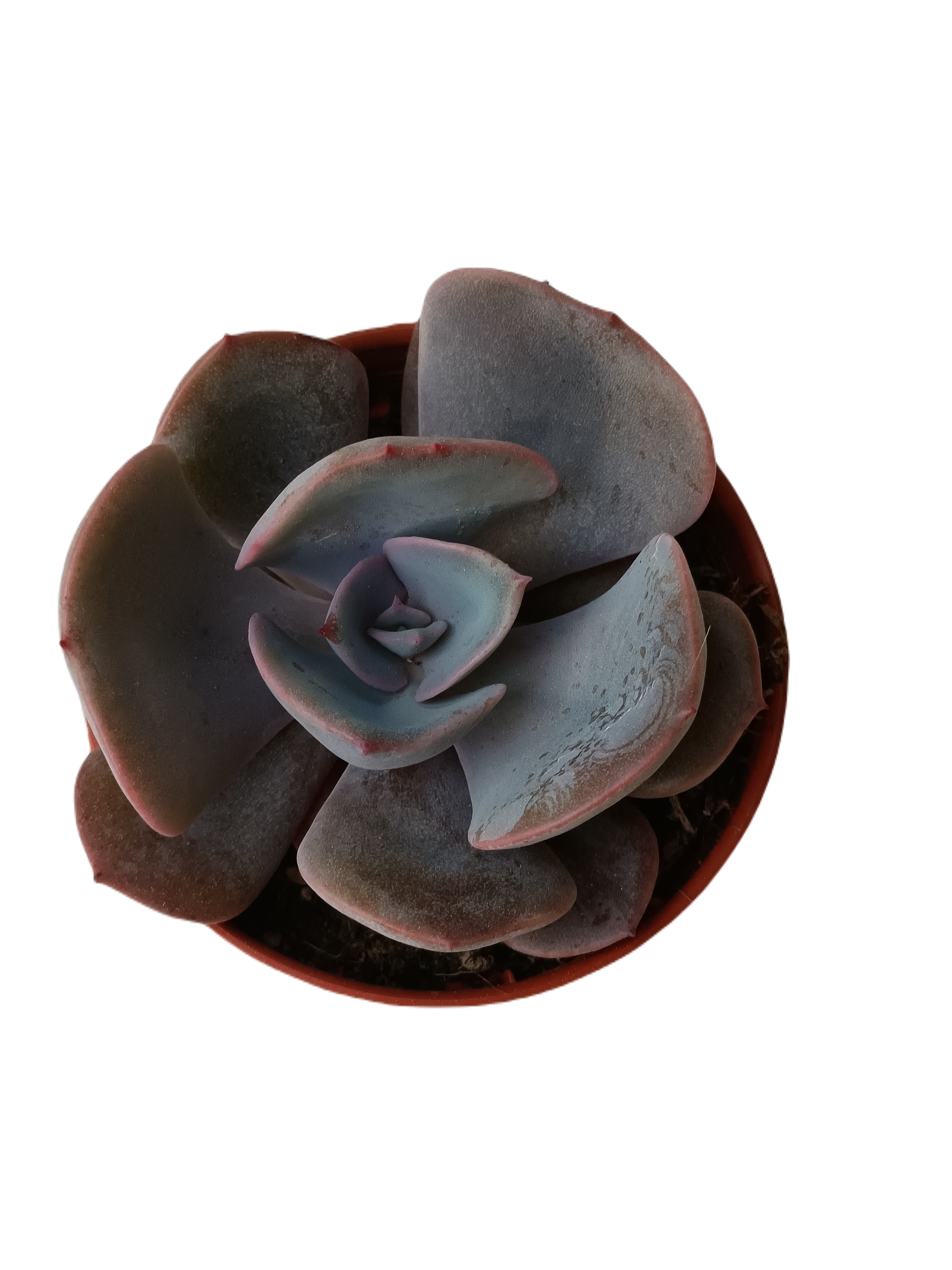 Echeveria Dusty Rose Planta Suculenta Ø5 Cm