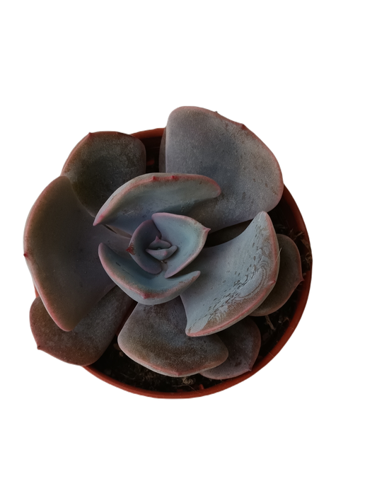Echeveria Dusty Rose Planta Suculenta Ø5 Cm