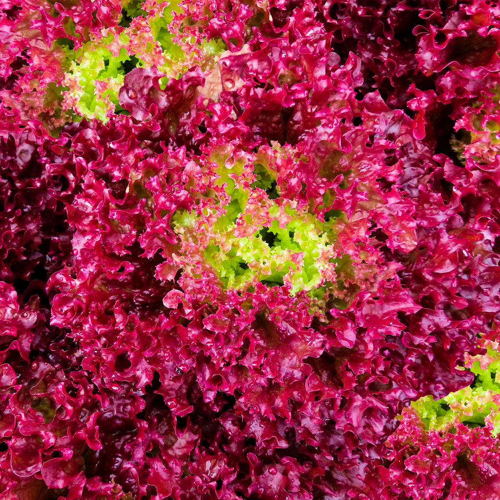 Plantón Lechuga Lollo Rosso 10 Unidades - PlantaBo_1