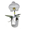 Orquidea Phalaenopsis Singolo M9 35cm