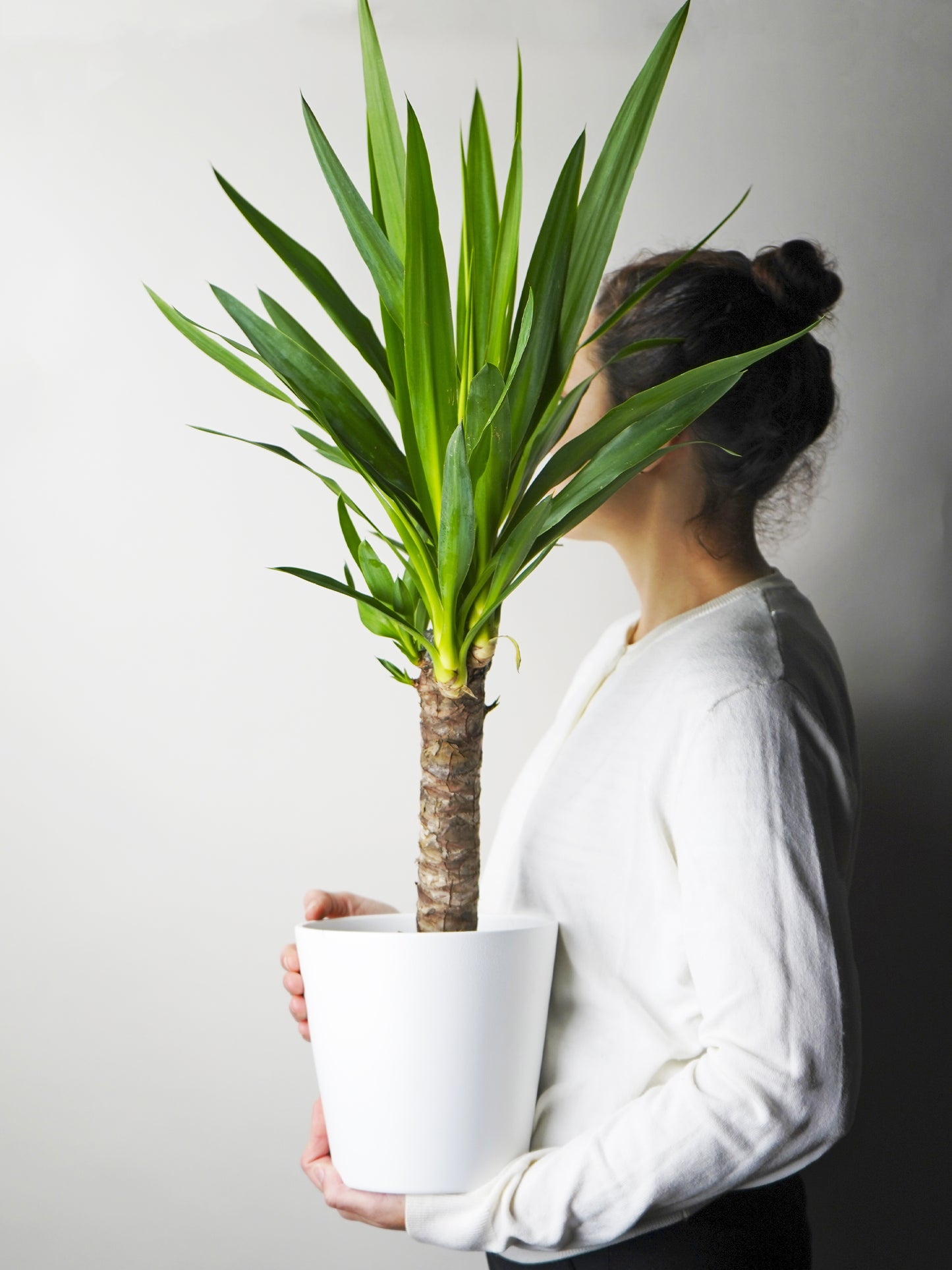 Yuca O Pie De Elefante | Altura 90cm - Diámetro 19cm