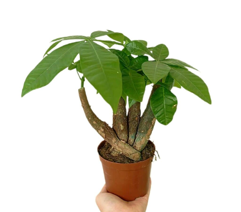 Bonsai Pachira Acuatica M11_0