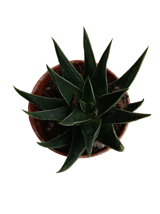 Haworthia Beccaria Plantas Suculentas Ø5