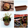 Jardinera con Drosera Pack plantas carnívoras