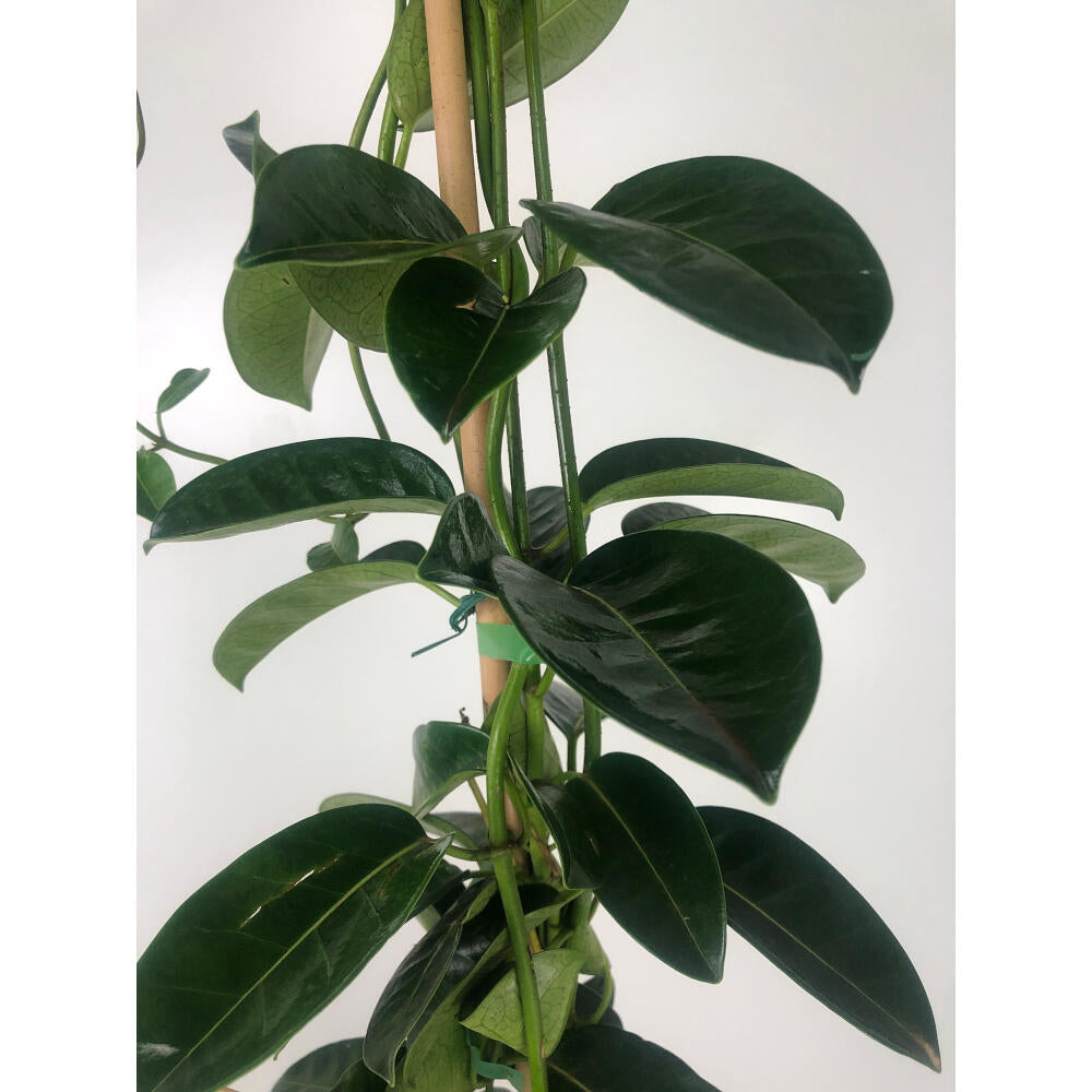 Stephanotis Floribunda M20 160cm (jazmin De Madagascar)_2
