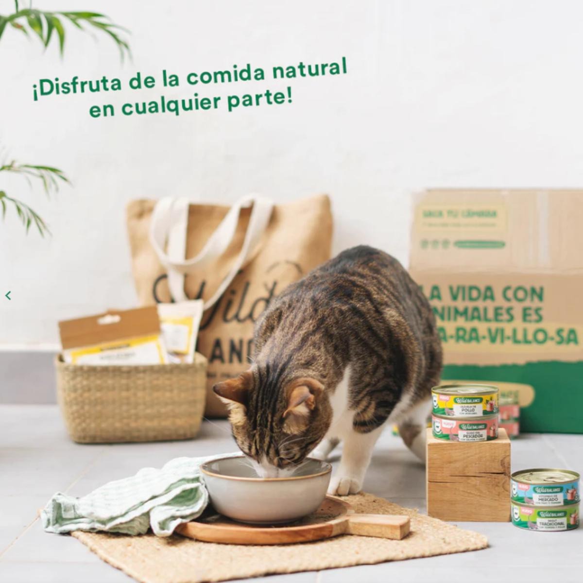Pack 6x Ragut tradicional de ternera y pollo para gatos 80 g + Regalo: Tapa reutilizable para latas, Wild Balance