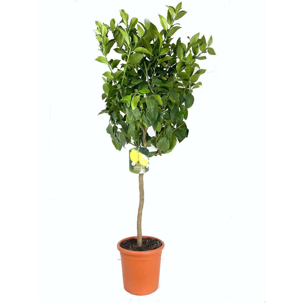 Limonero 4 Estaciones Copa M26 150cm