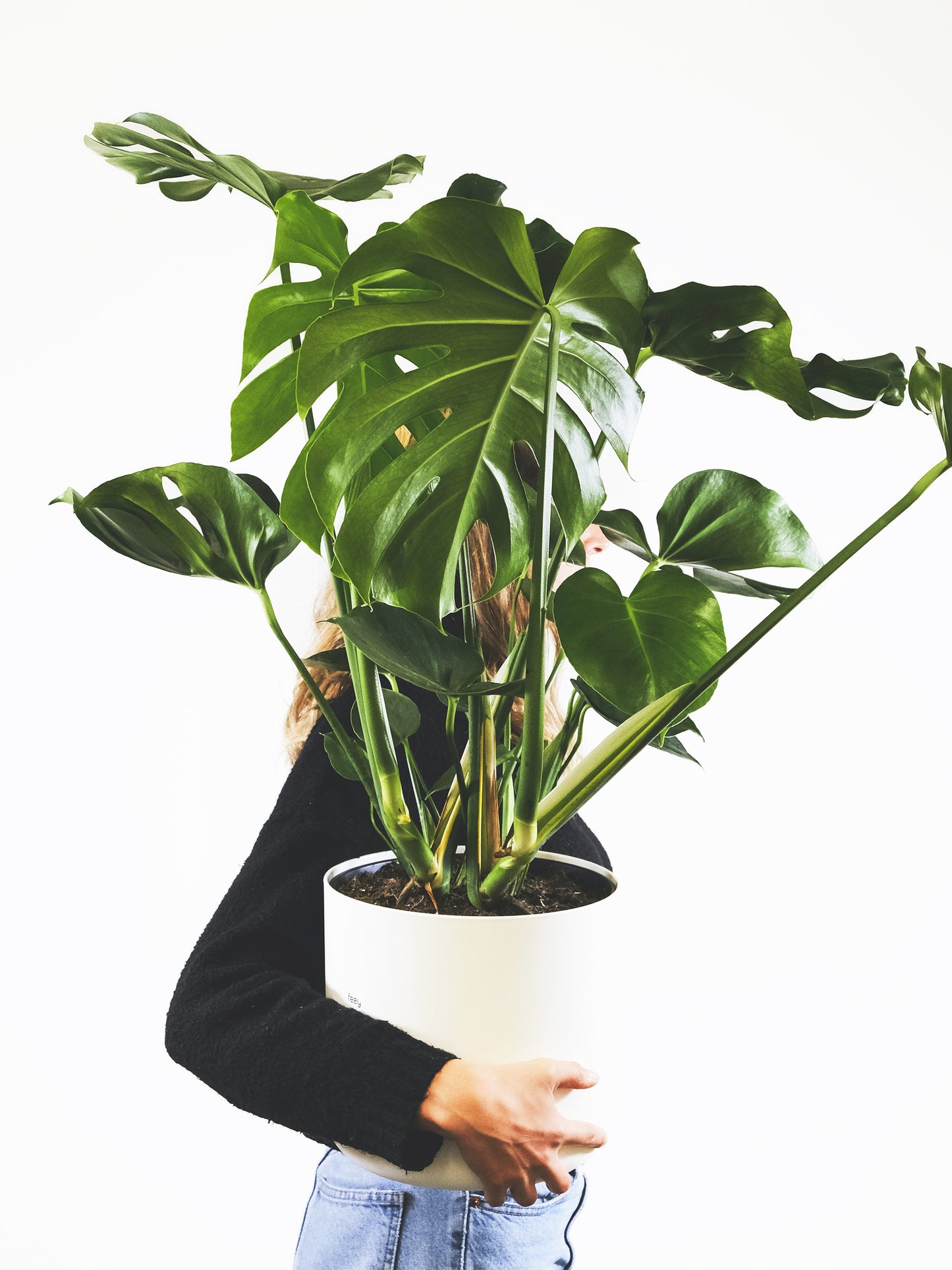 Monstera Deliciosa | Altura 70cm - Maceta 17cm