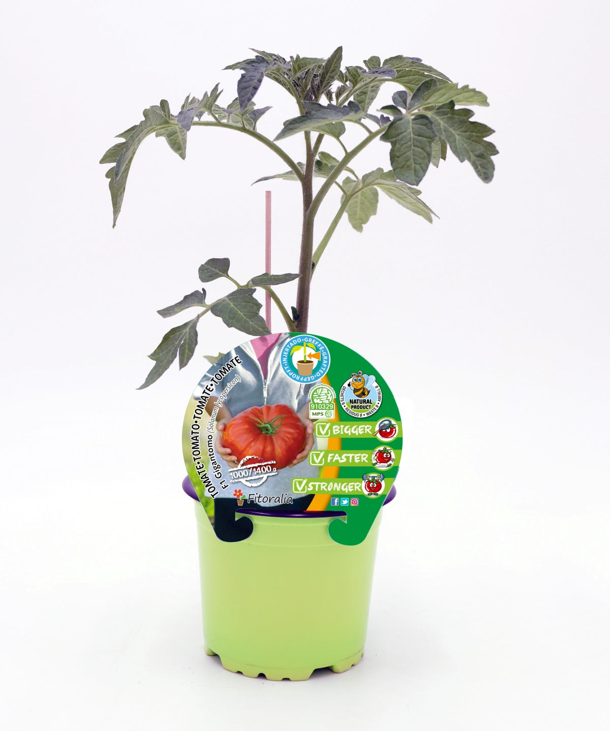 Plantón Tomate Injertado Gigantomo En Maceta De 12 Cm. Natural - Fitoralia_0