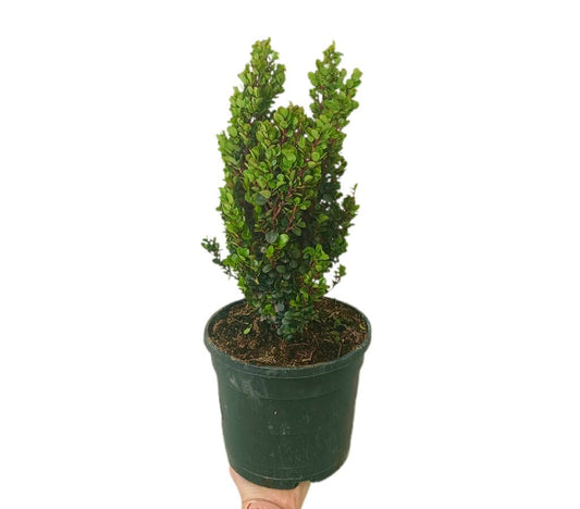 Myrsine African Cape Myrtle M19