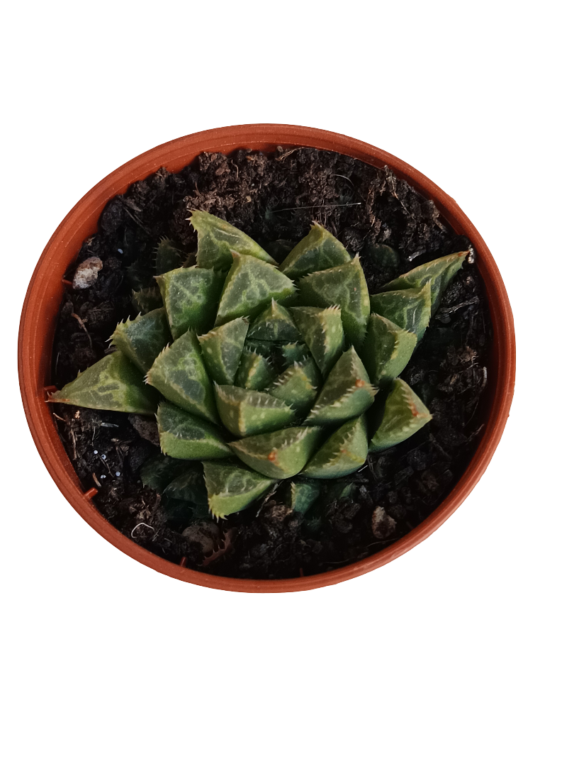Haworthia Sp Sin Id Planta Suculenta Ø5_0
