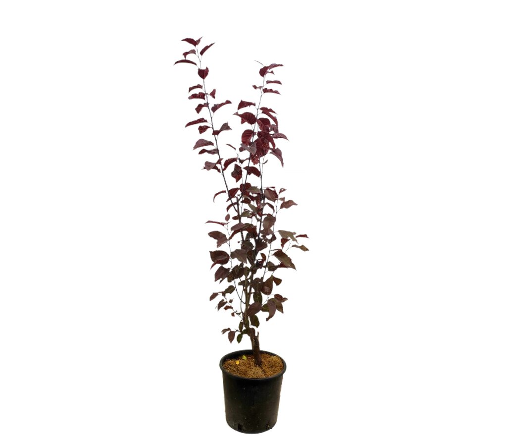 Prunus Pisardii M18 80-100cm_0