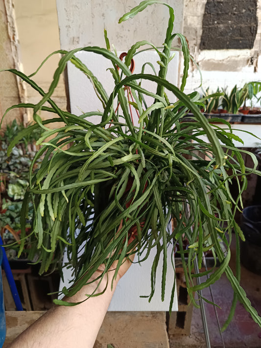 Planta Colgante Grande Lepismium Bolivianum Ø17-50 Cm