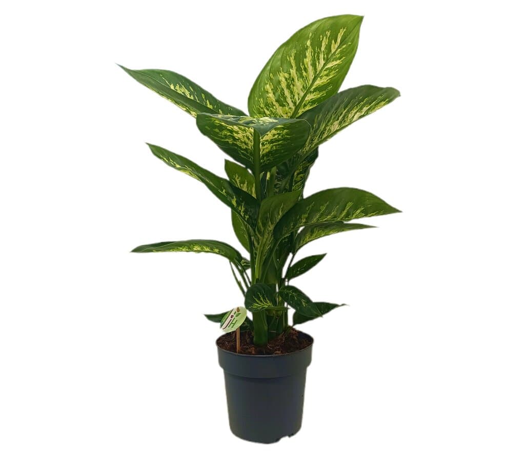 Dieffenbachia Reeva M21_0