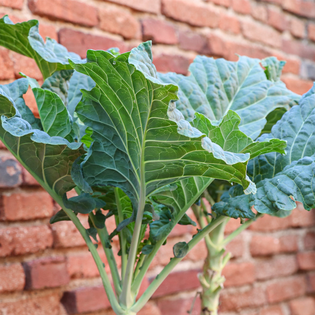 Plantón Col Forrajera - PlantaBo