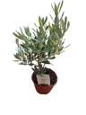 Olivo Ø5 altura 35 cms planta ideal para bonsai o decoración