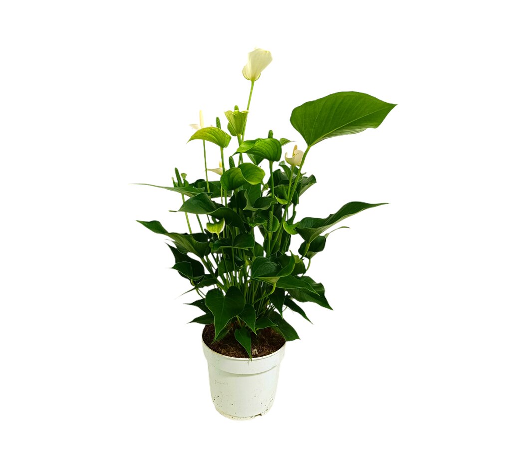 Anthurium Blanco M17 60cm