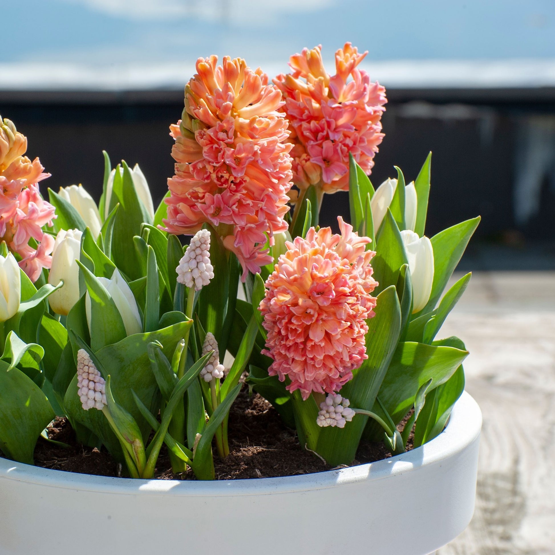 Jacinto - 15 Pzs - Hyacinthus 'gipsy Queen' - Bulbos De Flores - Naranja