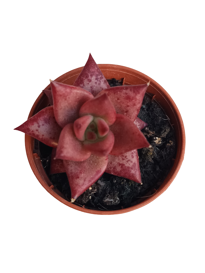 Echeveria Roja Rubin Planta Suculenta Ø5_0