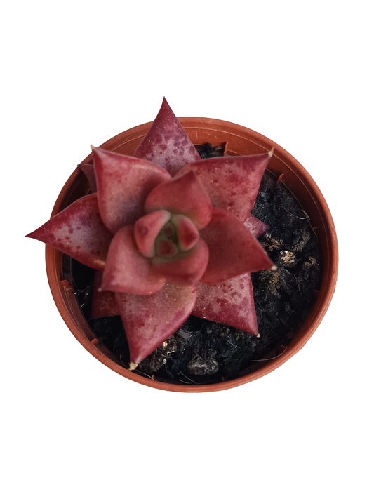 Echeveria ROJA Rubin Planta Suculenta Ø5