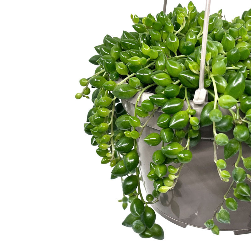 Senecio Herreianus Maceta colgante Cactus Y Suculentas