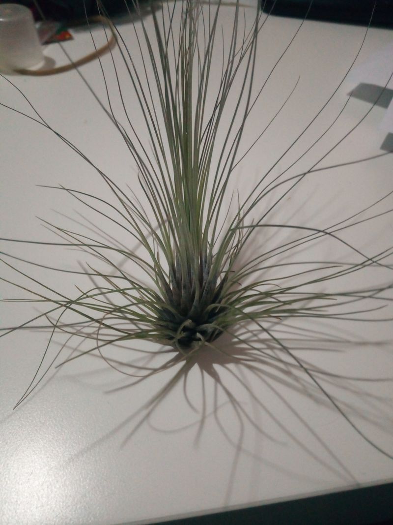 Tillandsia Filifolia Clavel Del Aire Tillandsias