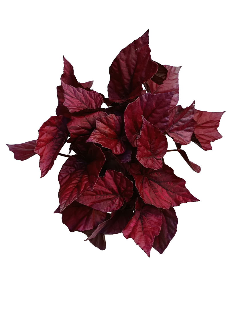 Begonia INCA FLAME Planta de interior Ø12 altura aprox. 22 cm_0