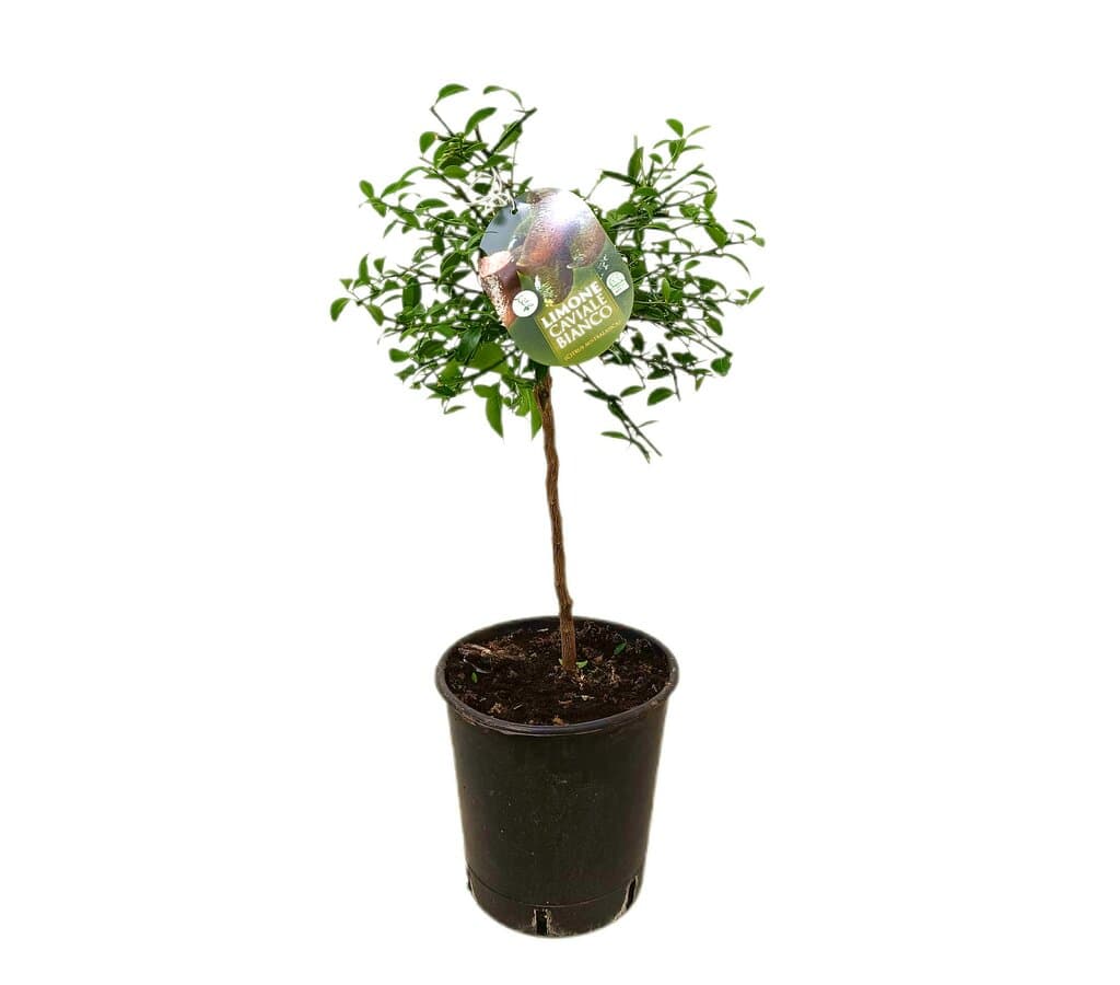 Citrus Caviar Blanco M21