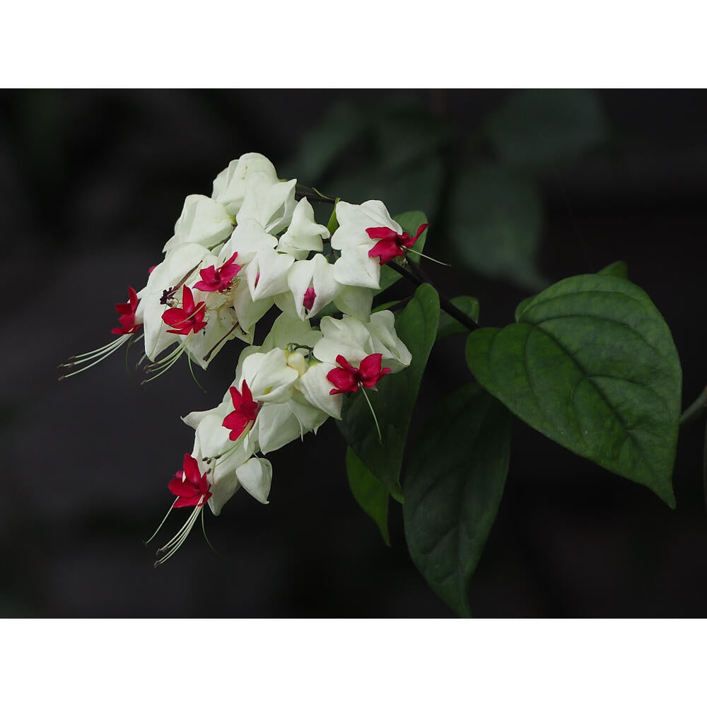 Clerodendrum Especioso 180cm M20_1