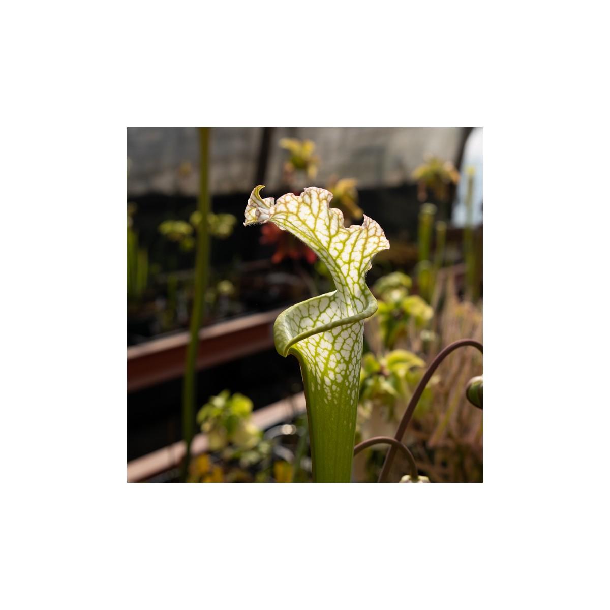 Jardinera con Sarracenia y Dionaea Pack plantas carnívoras