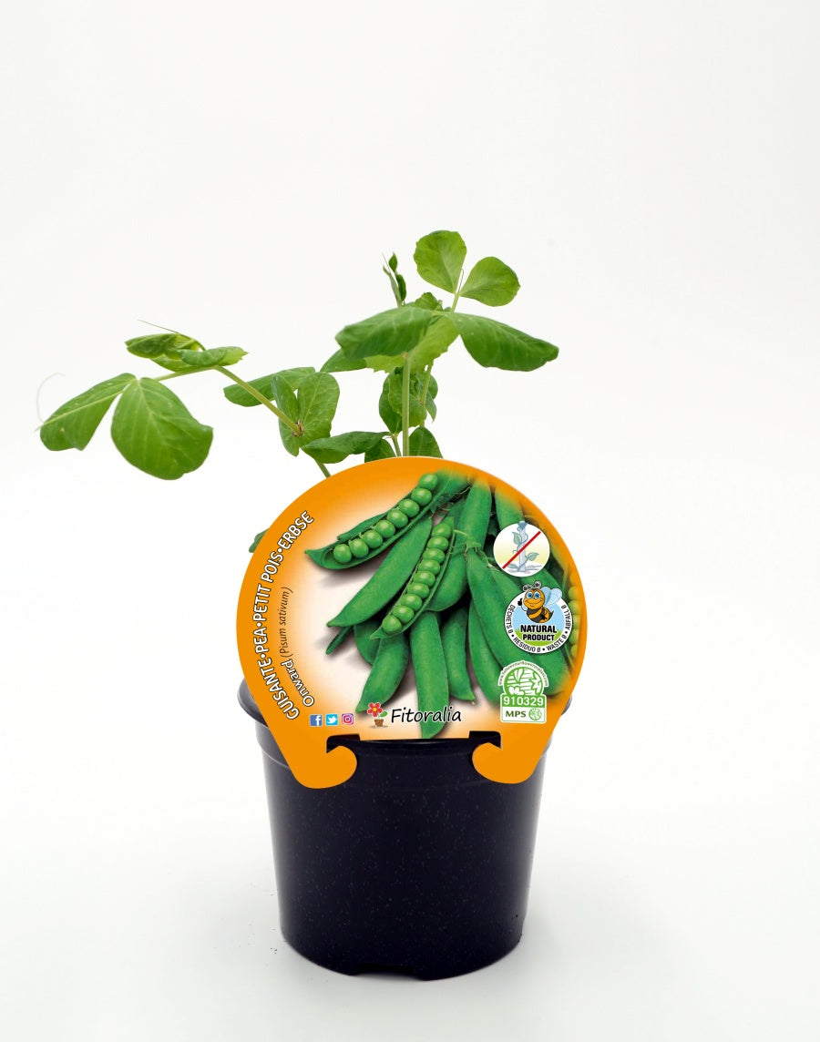 Plantón Guisante Mata Baja Onward En Maceta 10,5 Cm. Natural - Fitoralia_0