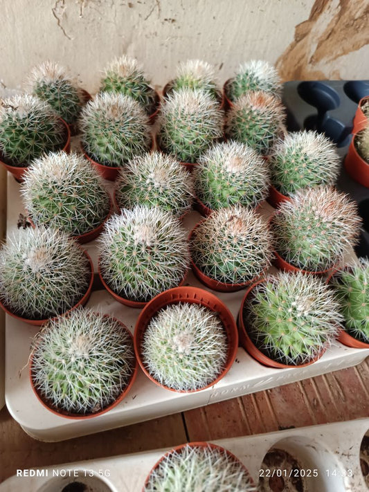 Mammillaria Hahniana Cactus Ø 5 Cm