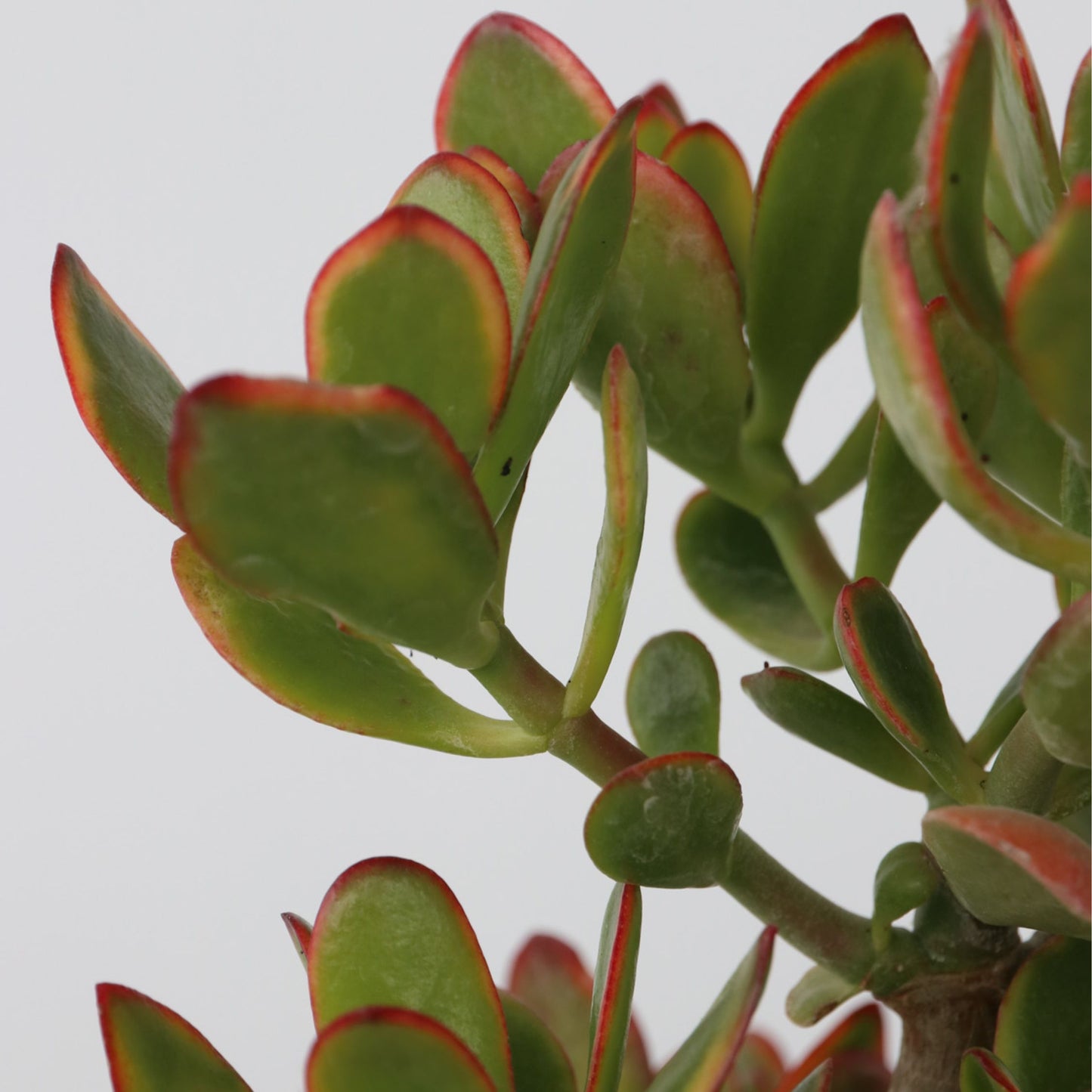 Árbol De Jade - Crassula Ovata 'sunset' - Altura 55-60cm - ⌀30cm
