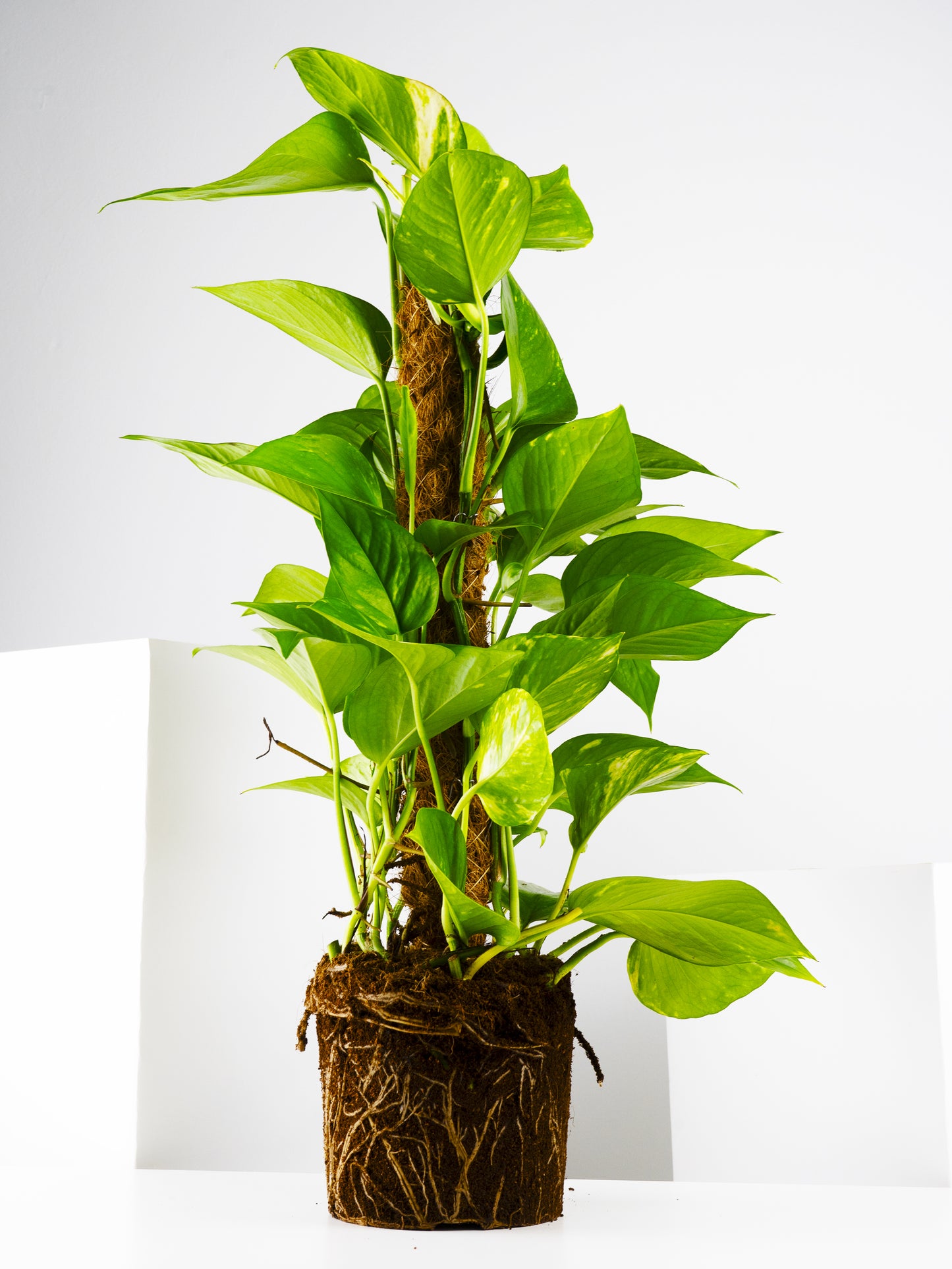 Potho Grande Con Tutor | Altura 80cm - Diámetro 17cm