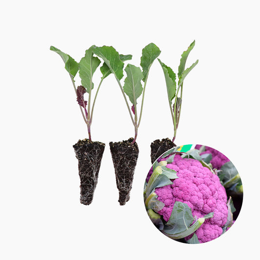 Plantón Coliflor Morada - PlantabBo