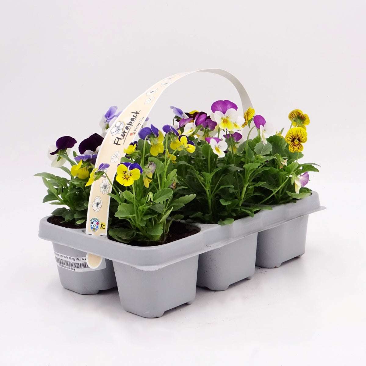 Pack Plantones Violeta Multicolor 6 Ud. Natural - Fitoralia_0